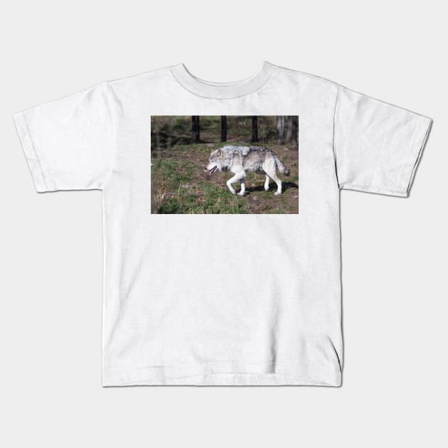 A lone timber wolf in the woods Kids T-Shirt by josefpittner